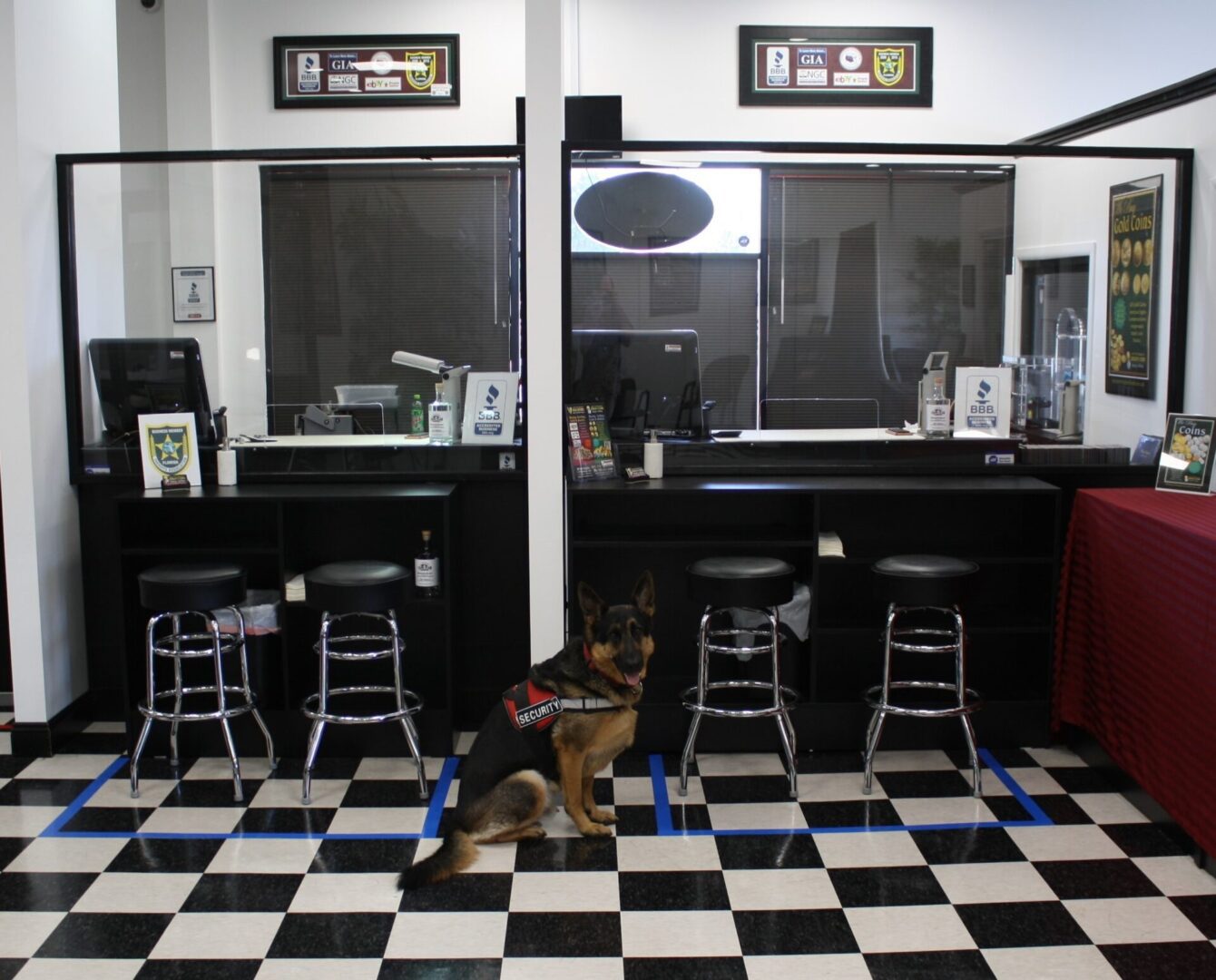 Police dog sitting in front of counters.